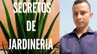 SECRETOS DE JARDINERIA [upl. by Eniluqcaj]