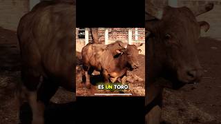 Patrón de Corralejo un toro que marcó época 🐮🔥 [upl. by Steffi]