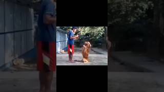 GOLDEN RETRIEVER  TRAINING BASIC OBEDIENCE shorts doglover dog goldenretriever dogtraining [upl. by Iline523]