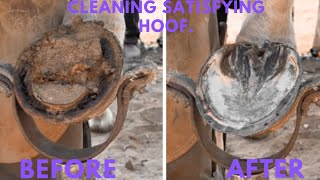 Cleaning Satisfying Hoof [upl. by Leahcam905]