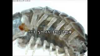 콩벌레쥐며느리Woodlice [upl. by Clarissa65]