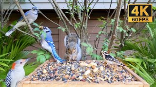 Cat TV Blue Jays Chipmunks Squirrels and More 🐿️ Relaxing Nature [upl. by Oivatco]