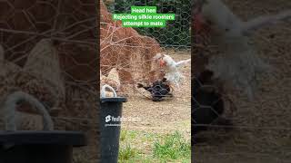 hen rejection silkie rooster attempted mating peckingorder [upl. by Quincey]