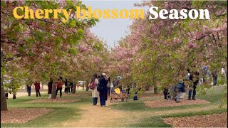 China cherry blossoms garden visit shanghai cherryblossomchannel flowers akashskygoyal [upl. by Notxed427]