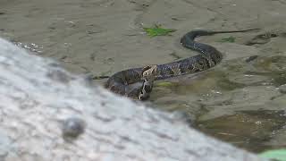 Water Moccasin Snake [upl. by Holt]