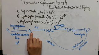 Ischemia Reperfusion InjuryFree Radical mediated Cell InjuryCell InjuryGeneral PathologyHMohan [upl. by Benn]