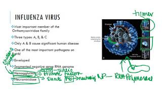 Influenza Virus [upl. by Colston]