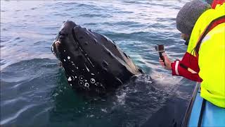 Whale Watching in Skjálfandi Bay Húsavík Iceland 2017 [upl. by Ob]