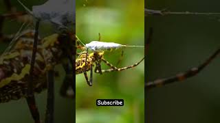 “Nature’s Hunter Spider Wrapping Its Prey in Silk  Mesmerizing CloseUpNatureInAction SpiderLife [upl. by Couchman148]