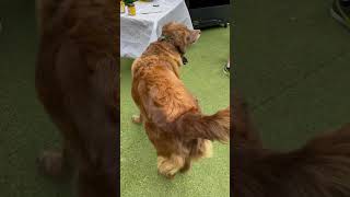 Nova Scotia Duck Tolling Retriever Greets a Terrier tails wagging [upl. by Yoho]