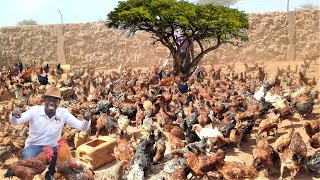 Start Small Grow Big The Ultimate Guide to Profitable Chicken Farming in 2024 [upl. by Marshall438]