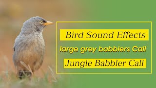 Jungle Babbler Call  Babbler Bird Sound  Bird Sound Effects  Jungle Babbler Bird  Bird singing [upl. by Eerac]