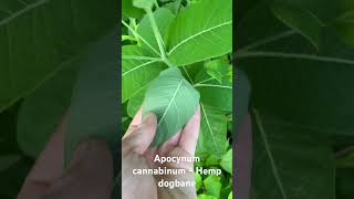 Apocynum cannabinum Hemp dogbane in Pennsylvania [upl. by Inaffit443]