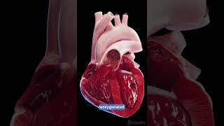 The Human Heart  3d animated anatomy meded 3dmodel [upl. by Ollie]