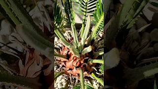 Japanischer Sago Palmfarm Cycas revoluta neuer Austrieb Palm Farn Terrasse [upl. by Dell]