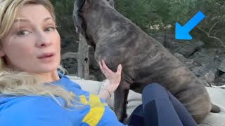 Cane Corso Guard Dog PROTECTS Owner [upl. by Brott]