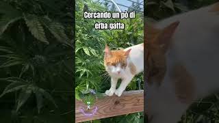 In quanti vorrebbero essere il gatto🐈 cat funny [upl. by Far118]