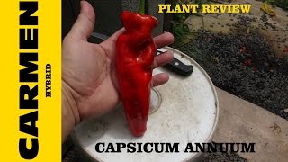 ⟹ Carmen Pepper  Capsicum annuum [upl. by Myk]