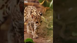 Secrets of the Margay South Americas Agile Forest Cat shorts [upl. by Zoes]