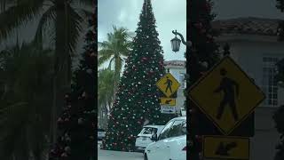 Massive Christmas Trees youtubeshort shorts christmastrees merrychristmas [upl. by Dustin]