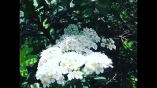 Snowmound Spirea Shrub Looks Like Snow in Spring [upl. by Sampson194]