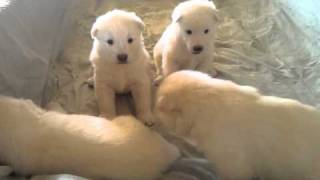 ARCTIC LEGENDS GIANT WHITE ALASKAN MALAMUTE PUPPIES [upl. by Amund998]