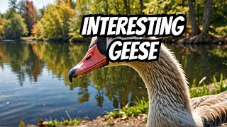 Why Geese Are More Interesting Than You Think [upl. by Hagood]