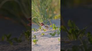 Family Sterna hirundo baby birds [upl. by Ruy]