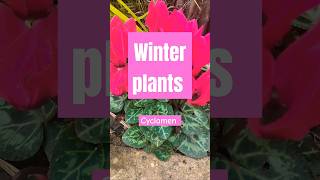 Winter Flowers Gardening Try These Cyclamen Plants Very Hardy shorts garden winter [upl. by Milburr]