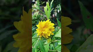 Kerria japonica🇯🇵 kerria japonica japanische flowers flower yellow green [upl. by Gwenni]