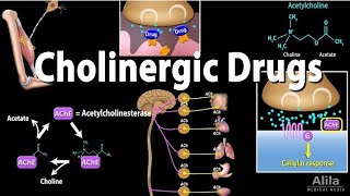 cholinergic drugs muscarinic and nicotinic receptors part 2  pharmacology lectures in urdu hindi [upl. by Adrahc]