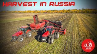 Efficient sugar beet harvest in Russia [upl. by Akineg]