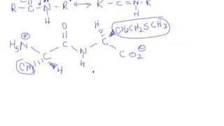 92 Amino Acids Peptides amp Proteins  Bonding Sequencing and Analysis [upl. by Ztnahc416]