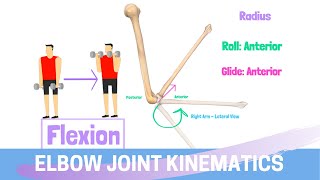 Elbow Joint Biomechanics amp Kinesiology [upl. by Atniuq]