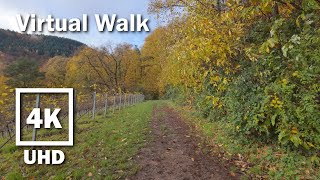 Virtual Walk beautiful autumn Vineyard  4K UHD Stereo  no Music  21 [upl. by Lamprey]