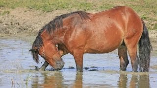 Lonjsko polje CroatiaDan kao godina [upl. by Edmea]