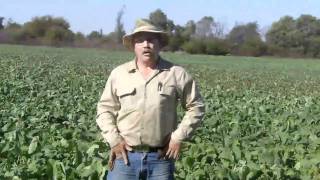 How to graze a brassica pasture [upl. by Mascia]