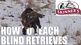 Gundog training tips  Teaching the blind retrieve [upl. by Aerdnu]