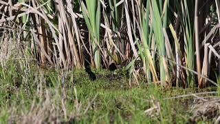 Virginia Rail chicks [upl. by Vasos]