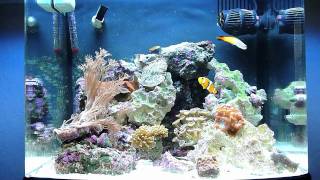 Biocube 14 Reef Update 9411 [upl. by Nyrb]