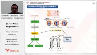 Desarrollo del sistema nervioso  Embriología del sistema nervioso [upl. by Ellemrac961]