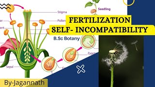 Fertilization and selfincompatibility  Bsc botany [upl. by Hall35]