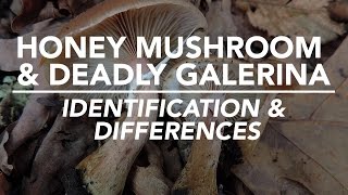 Honey Mushroom amp Deadly Galerina  Identification and Differences with Adam Haritan [upl. by Nowtna742]