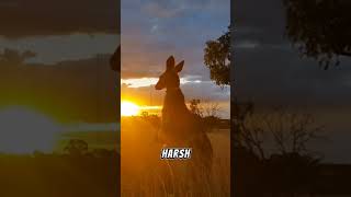 Exploring the Red Kangaroo Australias Remarkable Marsupial shorts short [upl. by Jessabell]