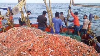 Amazing Prawn Fishing Video  Tons Of Prawn With Trawl Net  Shrimp [upl. by Leira]