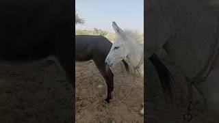 Donkey ghadha ytshorts shortsfeed viarlvideo [upl. by Gayner]