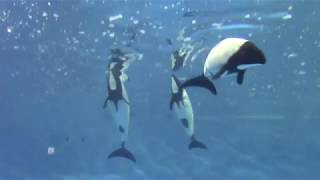 Commersons Dolphins at Toba Aquarium 12818 鳥羽水族館 イロワケイルカ [upl. by Amorita467]