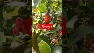 macopa fruits shortvideo youtubeshort [upl. by Erlin]