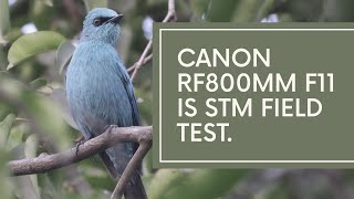 Canon RF800 F11 IS STM Lens Live Field Test mirrorless canon rflens canonmirrorless lens [upl. by Fabron]