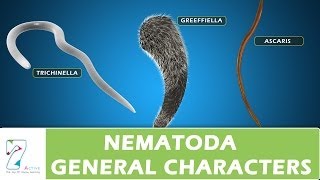 Nematoda General Characters [upl. by Harlen]